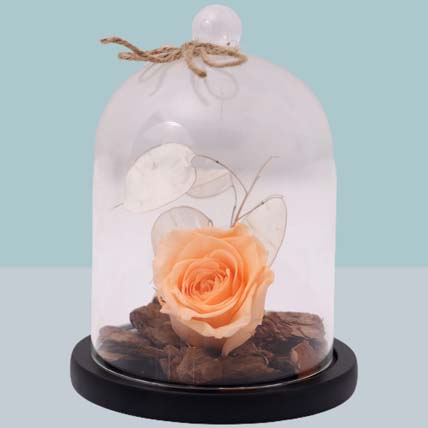 Peach Forever Rose In Glass Dome For Valentines Day