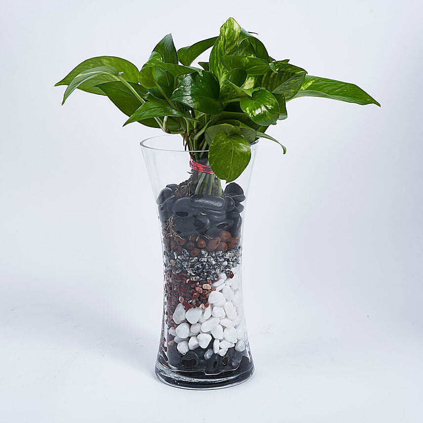 Online Money Plant In Tall Vase Gift Delivery in Singapore FNP