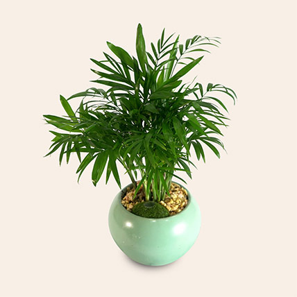 Areca Palm In Round Pot