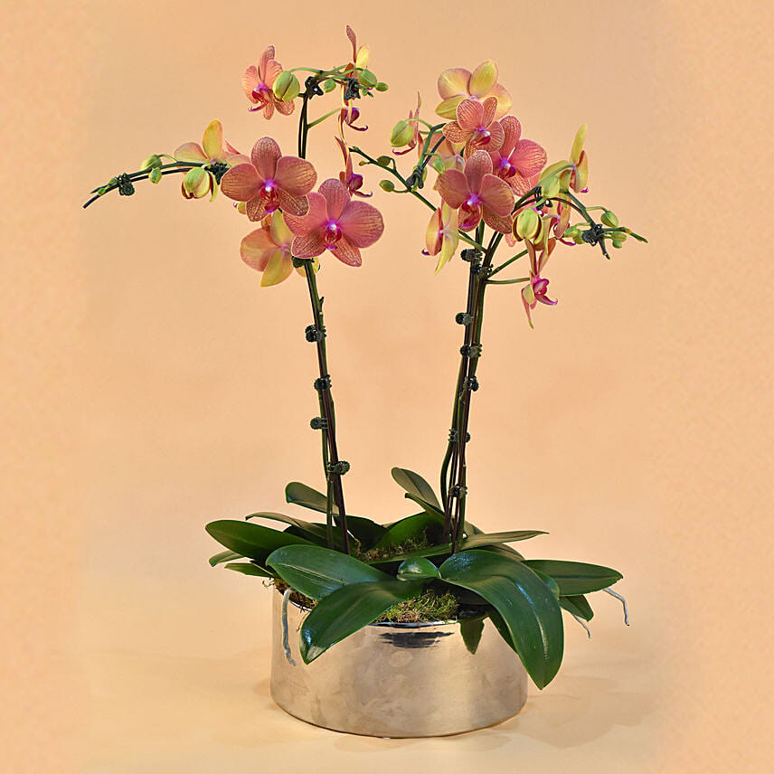 10 Fabulous Gift Ideas for Plant Lovers- Orchids for Home Entrances