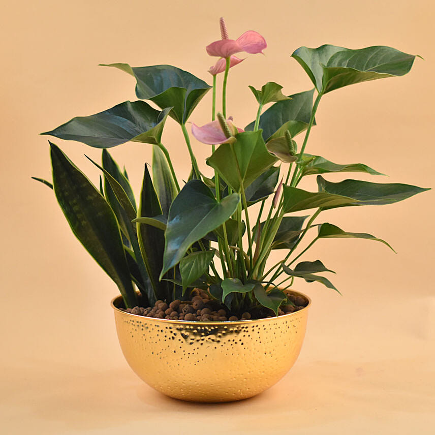 Birthday Gift Ideas for Co-workers to leave them in Awe- Stress-relieving Plants