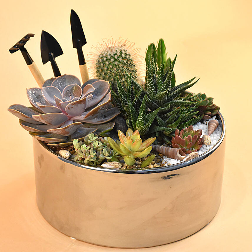 10 Fabulous Gift Ideas for Plant Lovers- Mini Succulent Garden in your Main Garden