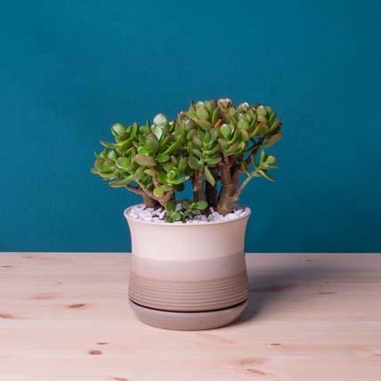10 Fabulous Gift Ideas for Plant Lovers- Desktop Plant for Calmness