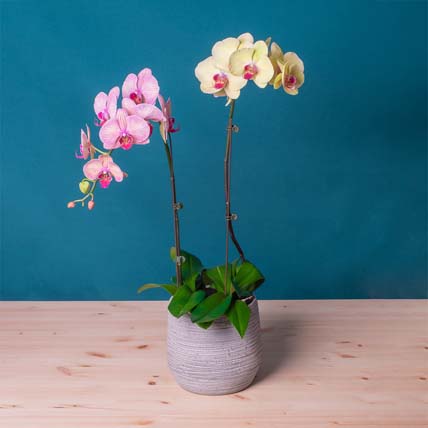 Dual Orchid Plants in Grey Designer Vase