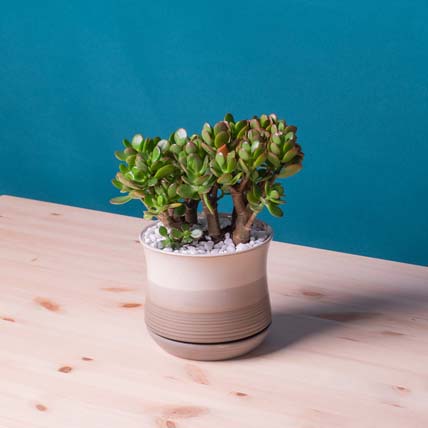 Mini Succulant Plant in Round Designer Vase