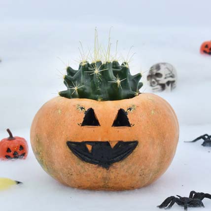 Cactus in Evil Pumpkin