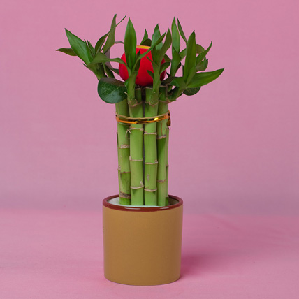 10 Meaningful Chinese New Year Gifts for Family Members- Lucky Bamboo Plant