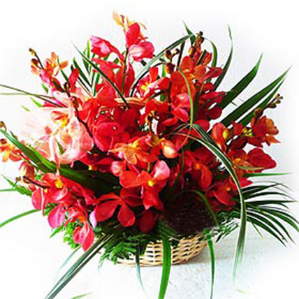 Basket of Lovely Orchids