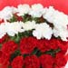 Delightful Mixed Carnations Bouquet