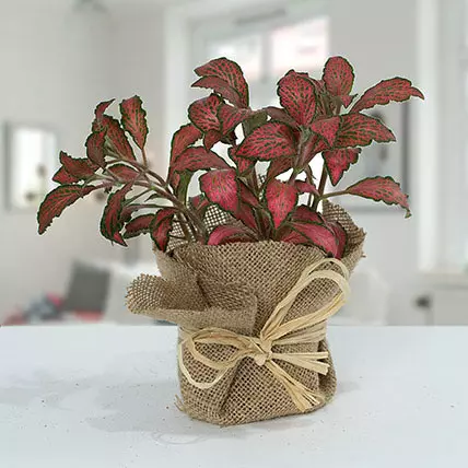 Lovely Fittonia Plant N Jute Wrapped Pot