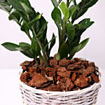 Online Zamia Plant in a Basket Gift Delivery in Singapore - Ferns N Petals