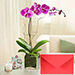 Sweet Purple Orchid Plant With Greeting Card