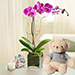 Sweet Purple Orchid Plant With Teddy Bear