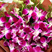 Six Exotic Purple Orchids Bouquet With Cake