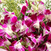 Ten Purple Orchids Bouquet With Cake