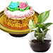 Cheese Minicake With Money Plant