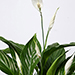 Peace Lily Plant In White Pot