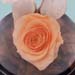 Peach Forever Rose In Glass Dome For Valentines Day