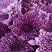 Chrysthemum Flowers Arrangement