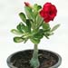 Desert Rose Plant Pot