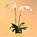 White Orchids Plant Square Vase