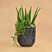 Aloe Vera & Echevieria Plant Vase