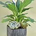Classic Indoor Plants Pot