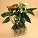 Red & White Anthurium Plant In Rectangular Vase