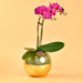 Purple Orchids Plant Fish Bowl Vase