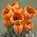 Orange Tulips Willow Basket