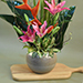 Pink Lily & Japanese Bamboo Designer Pot