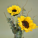 Sunny Sunflowers Cylindrical Vase