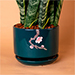 Sansevieria Plant In Green Designer Pot
