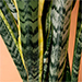 Sansevieria Plant In Green Designer Pot