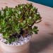 Mini Succulant Plant in Round Designer Vase