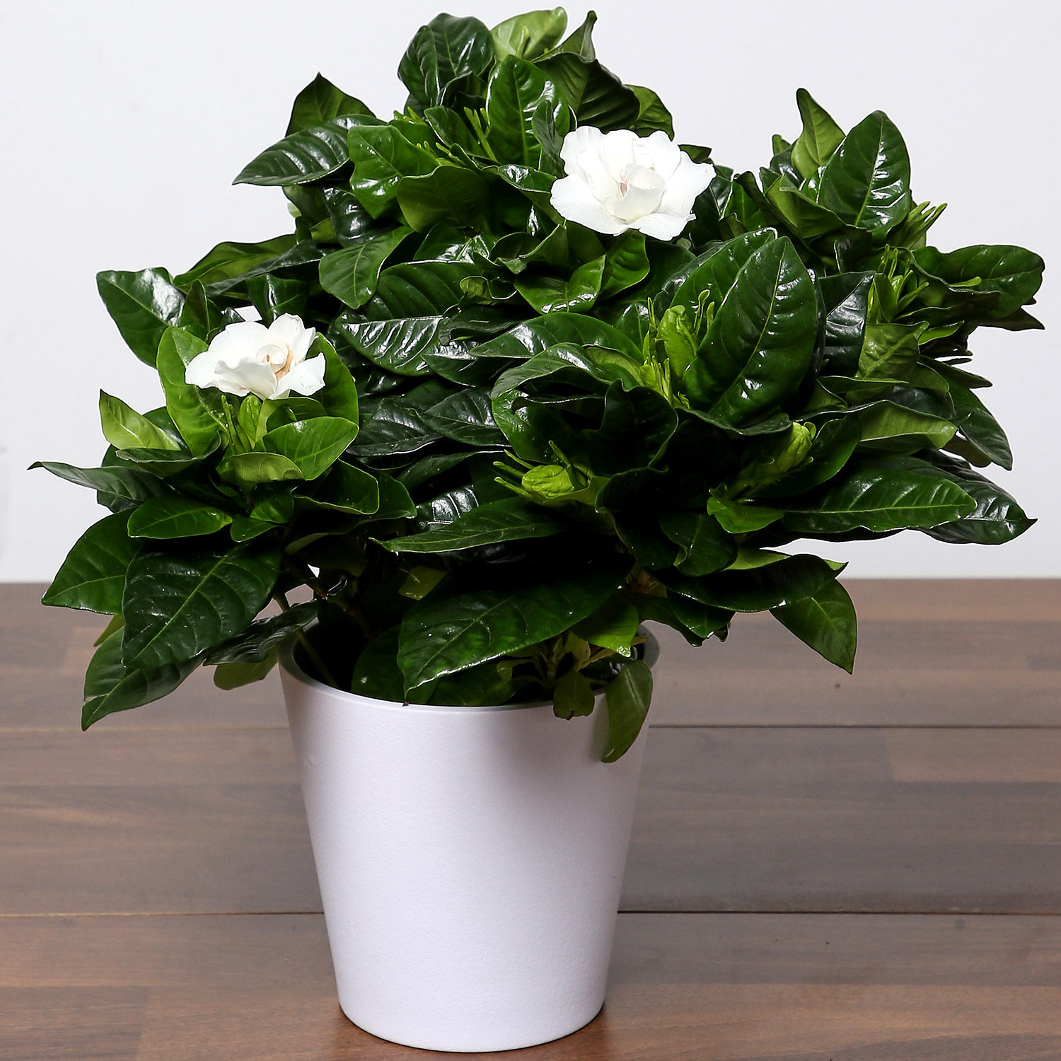 Online Beautiful Gardenia Jasmine Plant Gift Delivery in