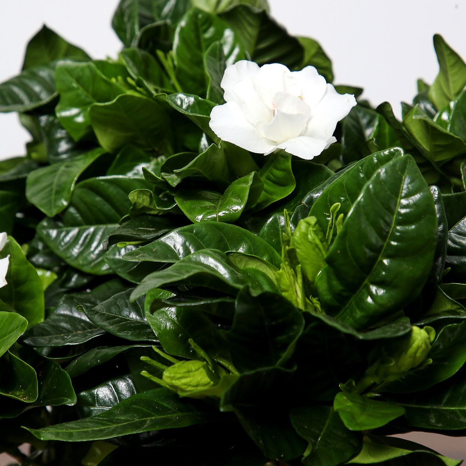 Online Beautiful Gardenia Jasmine Plant Gift Delivery in Singapore - FNP