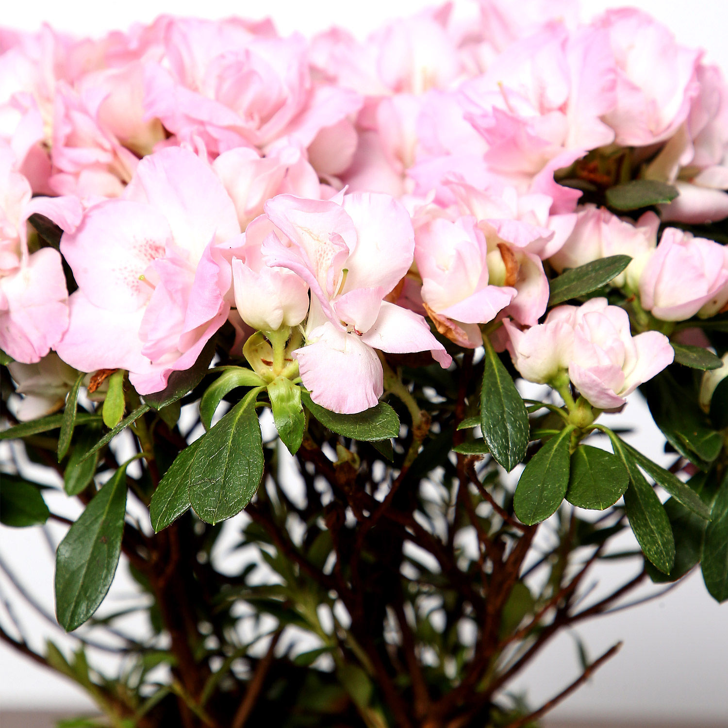 Online Beautiful Pink Azalea Plant Gift Delivery in Singapore Ferns N Petals
