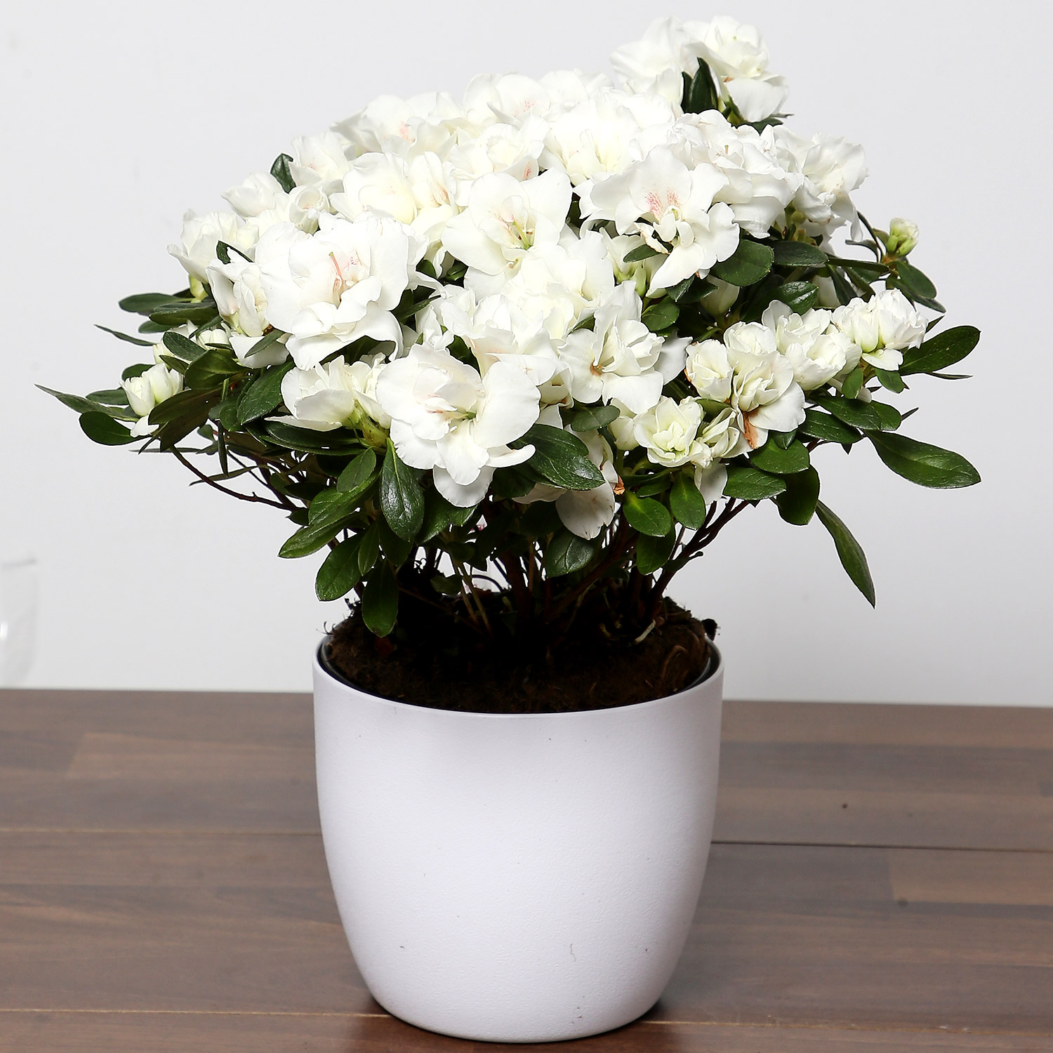 Online Beautiful White Azalea Plant Gift Delivery in Singapore - Ferns ...