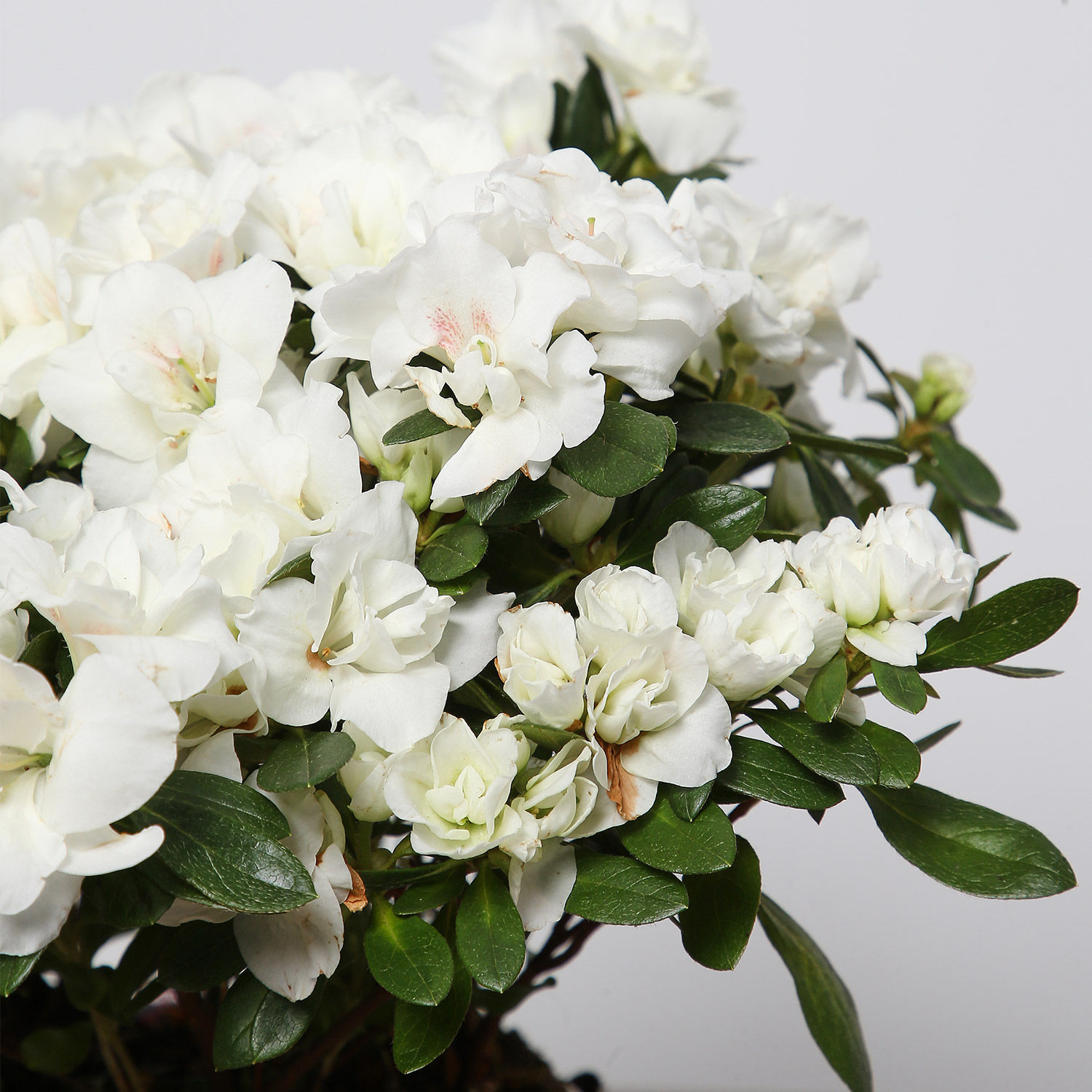 White azalea plant Idea