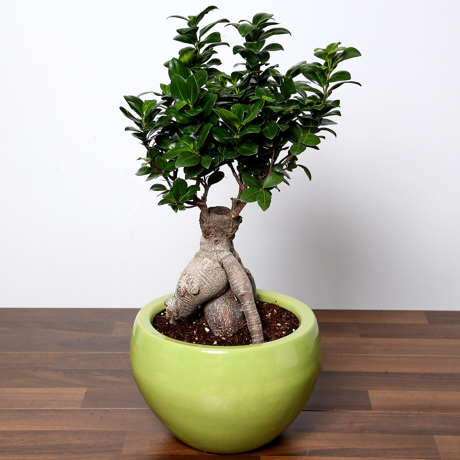 Online Bonsai Plant In Green Pot Gift Delivery in Singapore - Ferns N