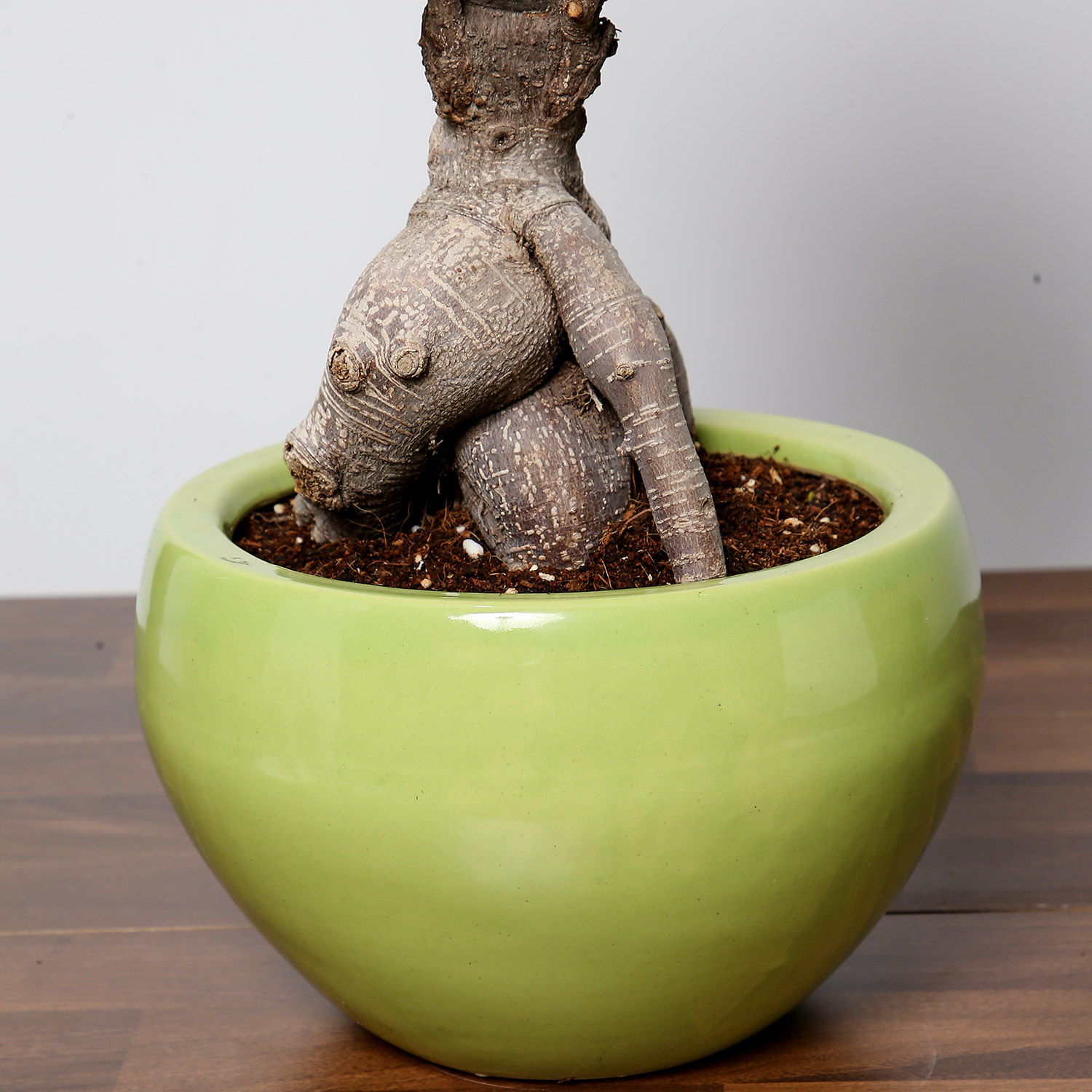 Online Bonsai Plant In Green Pot Gift Delivery in Singapore FNP
