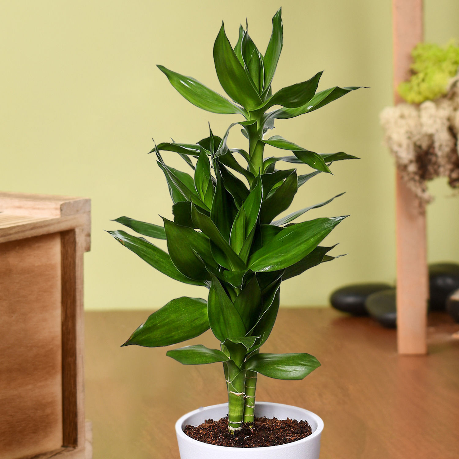 Online Dracaena Plant In White Pot Gift Delivery in Singapore - FNP