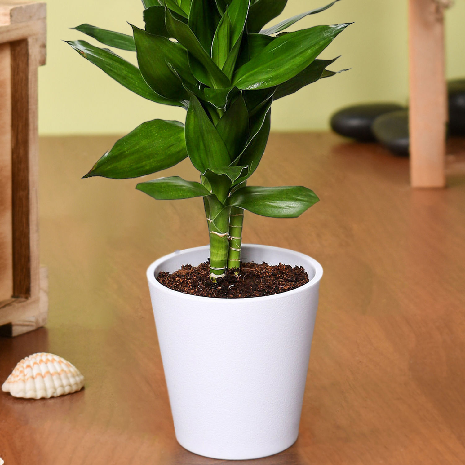 Online Dracaena Plant In White Pot Gift Delivery in Singapore FNP