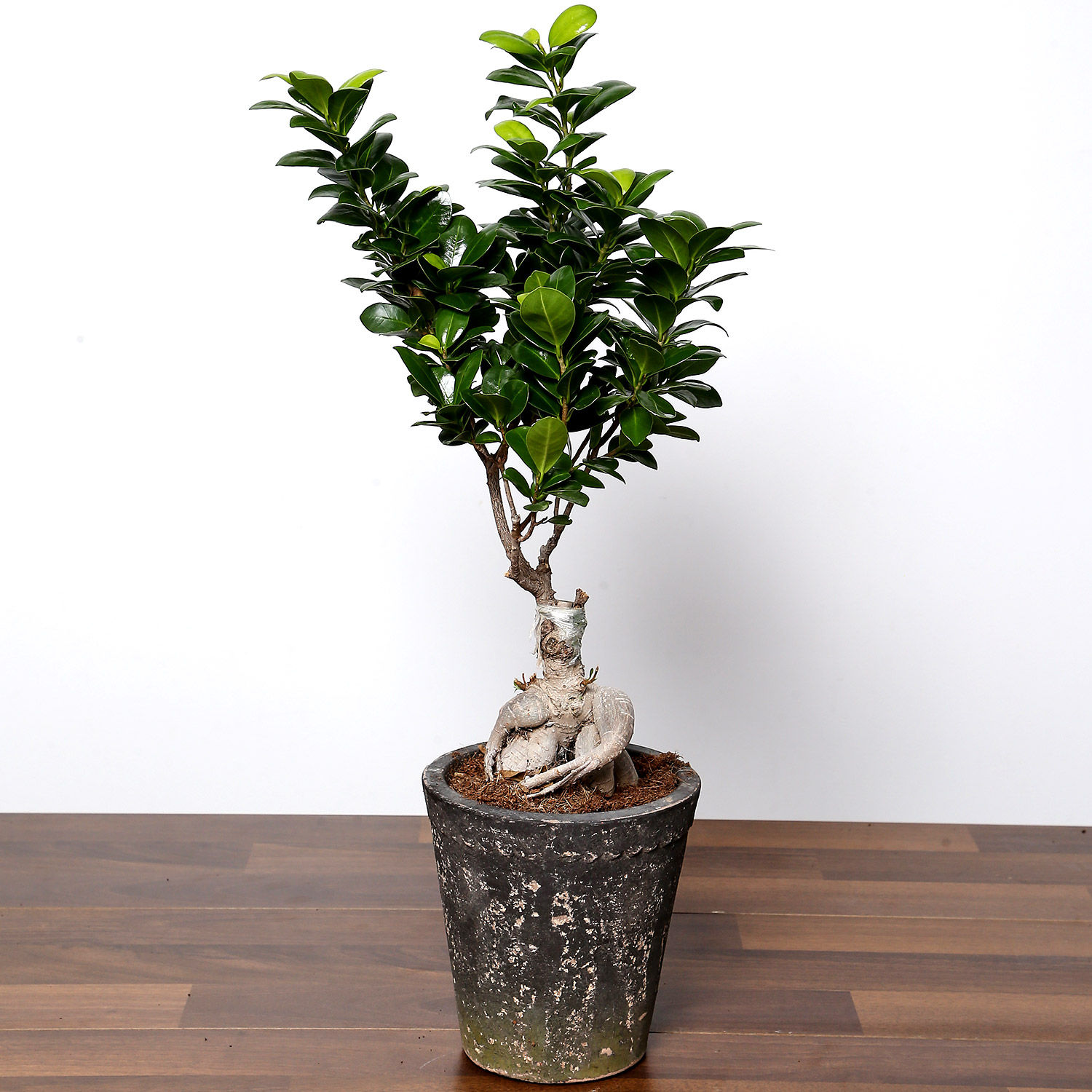 Online Ficus Bonsai Plant In Ceramic Pot Gift Delivery in Singapore FNP