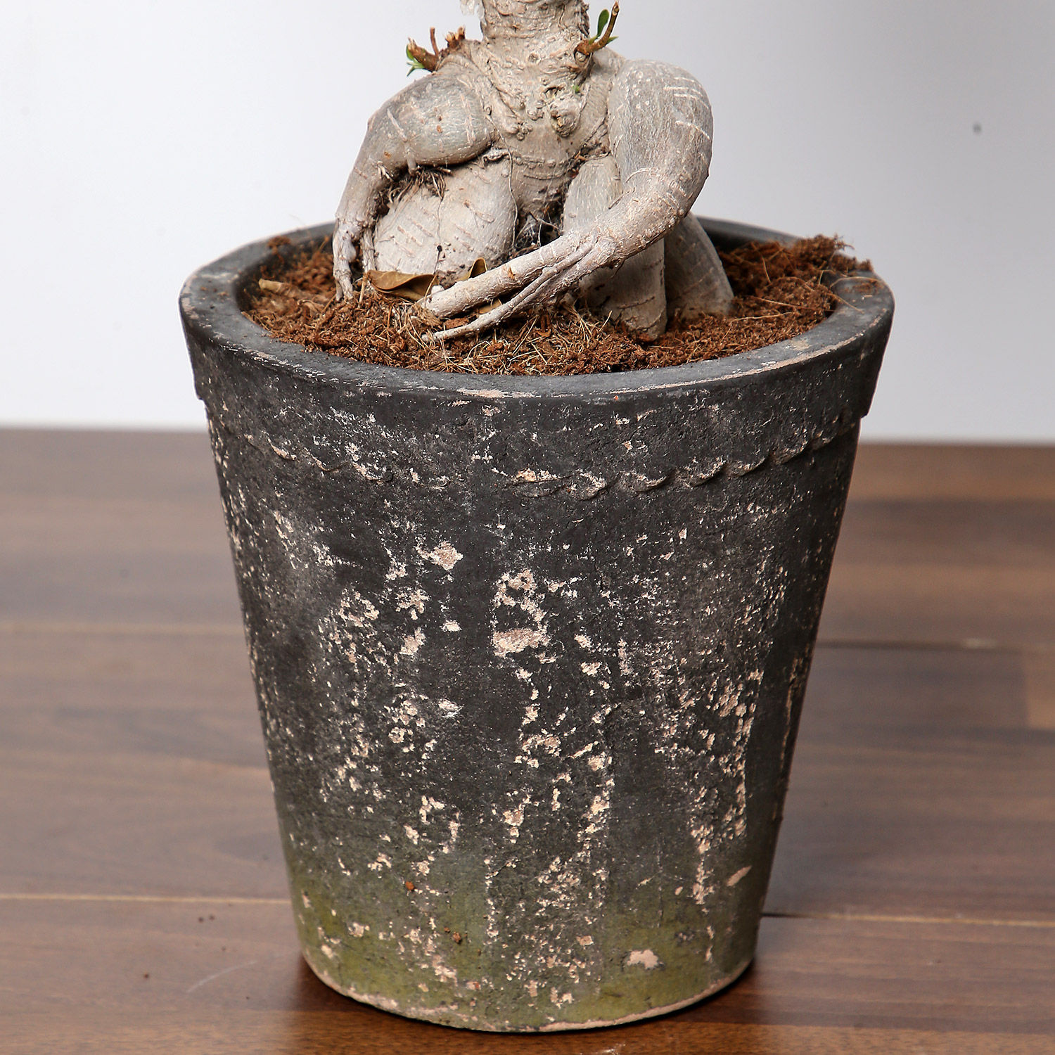 Online Ficus Bonsai Plant In Ceramic Pot Gift Delivery in Singapore
