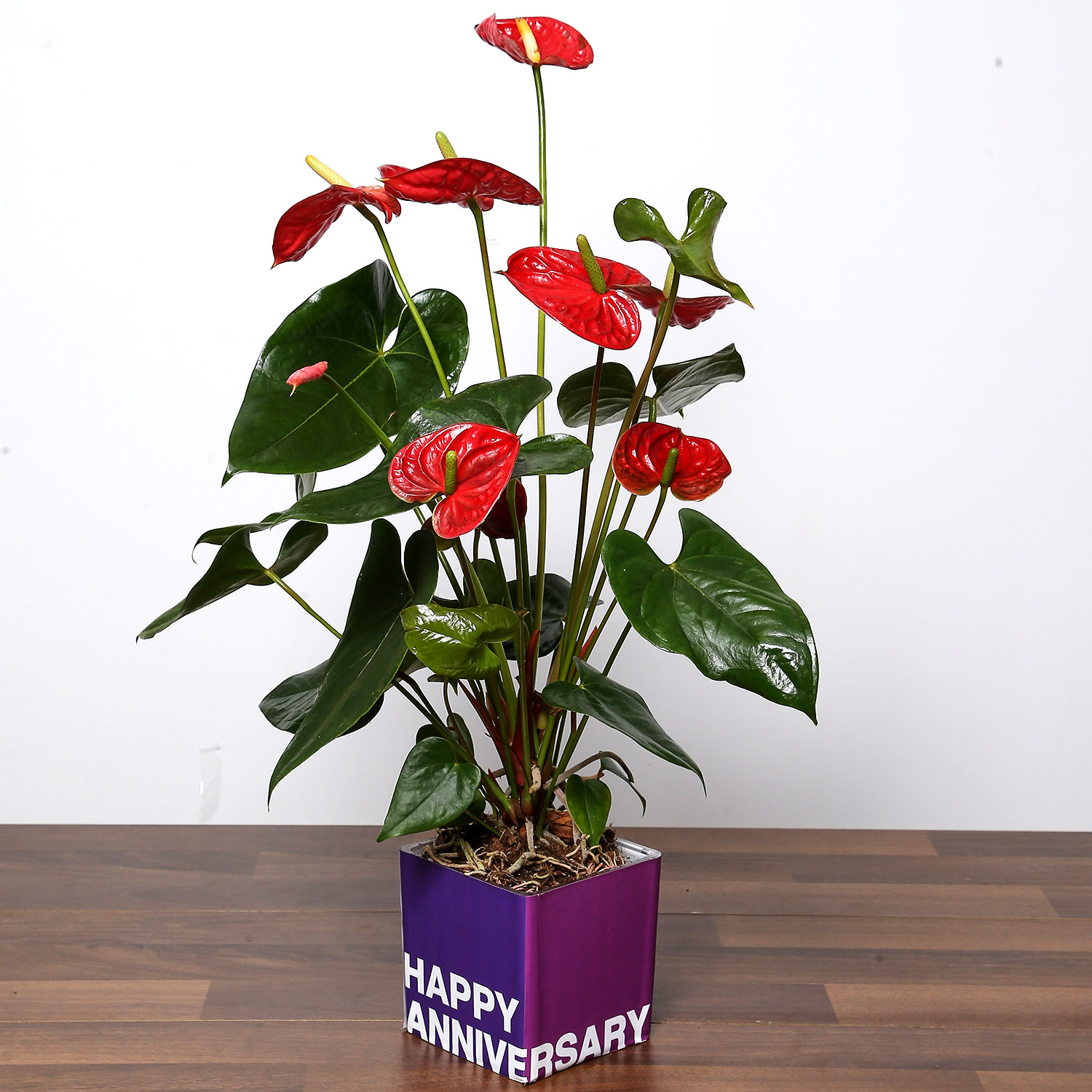 Online Red Anthurium Plant and Chocolates For Anniversary Gift Delivery ...