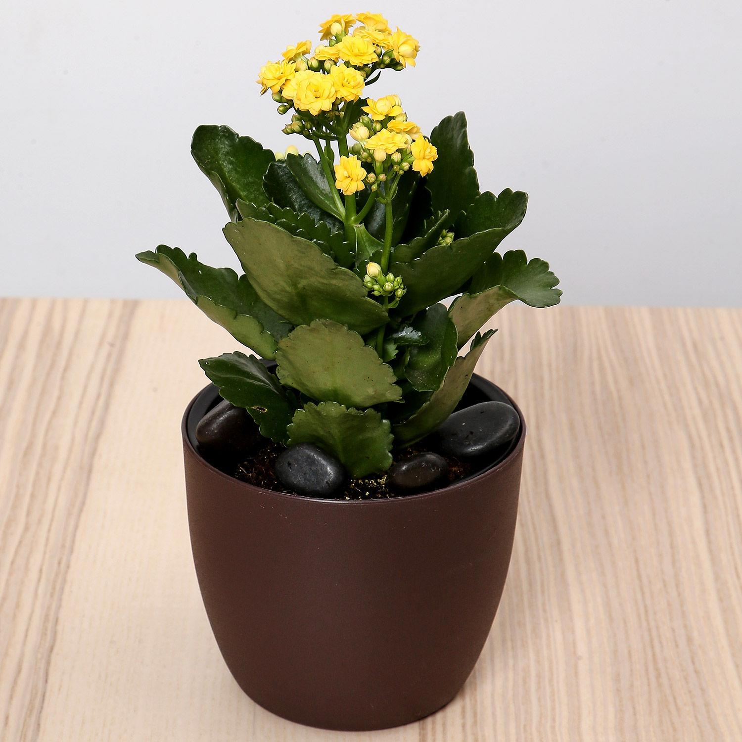 Online Yellow Kalanchoe Plant In Green Pot Gift Delivery in Singapore FNP