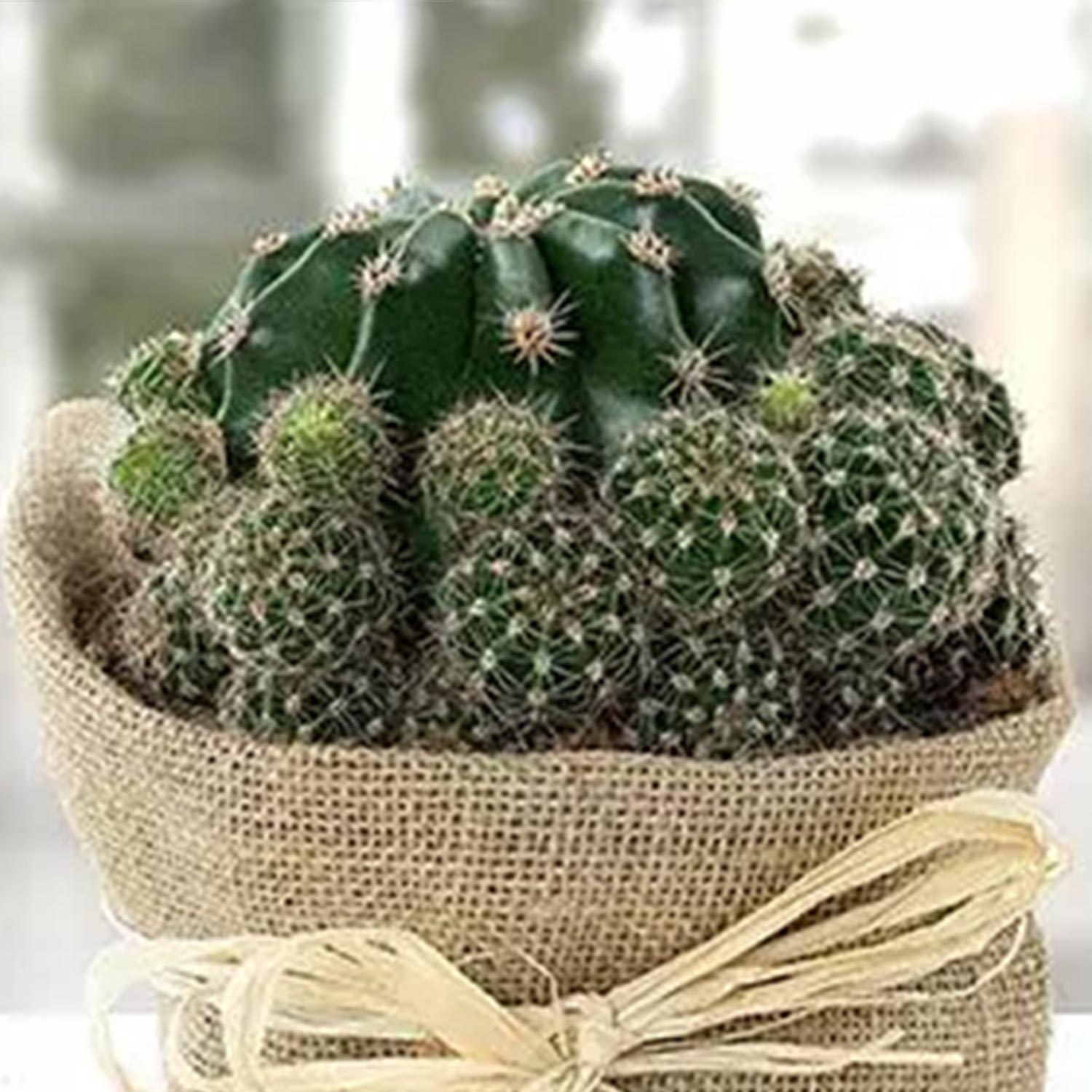 Online Elegant Cactus with Jute Wrapped Pot Gift Delivery in Singapore