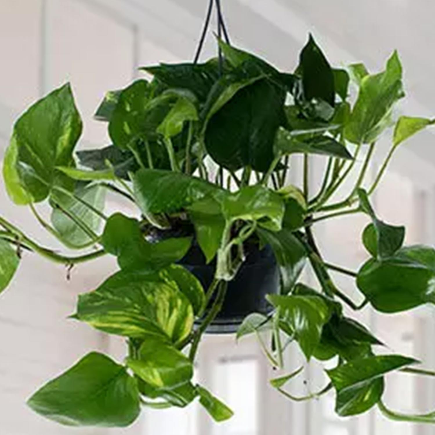 Online Hanging Epipremnum Aureum Plant Gift Delivery in